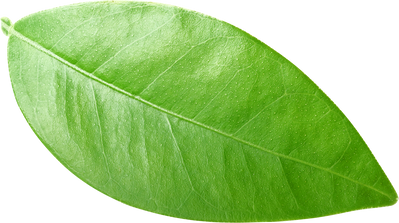 Single Lemon Leaf 